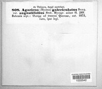 Mycena galericulata image